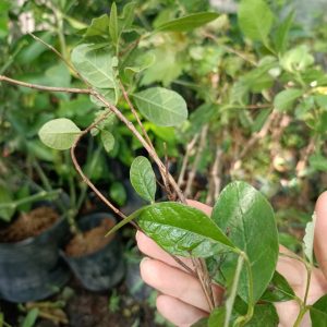 Cây giống ổi dứa New Zealand, ổi có vị dứa thơm ngon dễ trồng - Feijoa