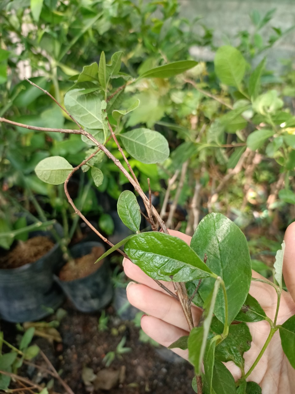 70d8ec4a79c1f4194862d758c9327c6d