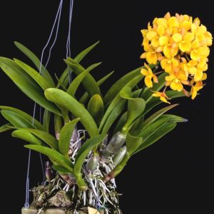 Lan Cattleya Vàng WHY NOT Bông Chùm - Giống nhập Thái 1 Bảng Nhiều Thân