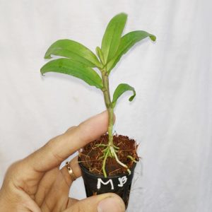 [Cây giống] Giả Hạc Ma Bó - Cây con gieo hạt