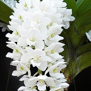 Ngọc điểm chai mô - Trắng - Nhập Thái 40 cây con