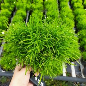 Cây giống Cỏ Mây Mỹ - CayGiongTot