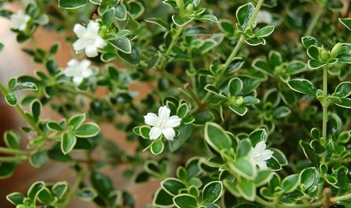 Chậu cây giống Bạch Tuyết Mai dáng bonsai