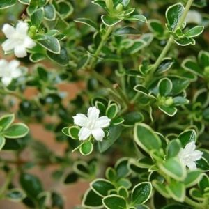 Chậu cây giống Bạch Tuyết Mai dáng bonsai