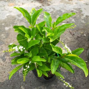 Cây giống Lài Thơm Thái - CayGiongTot