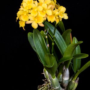 Lan Cattleya Vàng WHY NOT Bông Chùm - Giống nhập Thái 1 Bảng Nhiều Thân