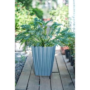 Cây giống Trầu Bà Chân Vịt - CayGiongTot