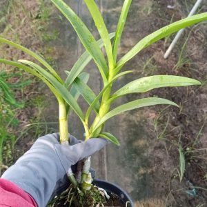 Chậu cây lan Dendro nắng xưa Uthai - giống nhập Thái - hoa cực thơm, bền tới 1 tháng