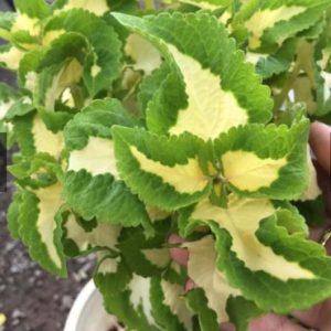 Cây lá gấm trắng xanh, cây tía tô cảnh, cây cần cảnh