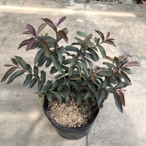 Cây giống Cây ổi rí tím (cao cỡ 40cm) - CayGiongTot