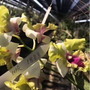 [Giống mới] Dendro lai Cattleya màu đẹp - cây trưởng thành sắp cho hoa