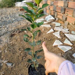 Cây giống Cây Chúc (chanh thái) - Cây 1 nhánh