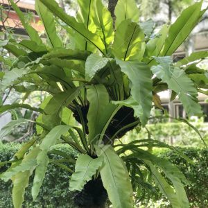 [Cây phong thủy] Ráng Ổ Phụng - cây lớn