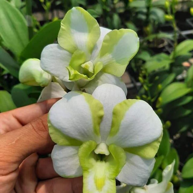 Dendro lai Cat Mắt Rồng - Cây tơ sắp cho hoa