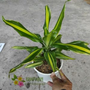 Cây giống Phát tài Đài Loan - CayGiongTot