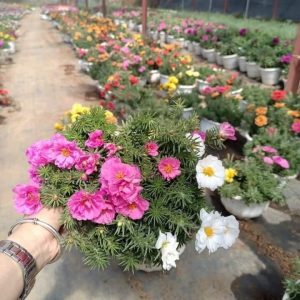 Chậu cây hoa mười giờ Mỹ (10h Mỹ) - Giao chậu mix màu cho hoa to đẹp