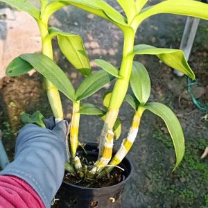 Chậu cây lan Dendro màu hồng pha trắng