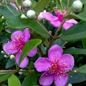 Chậu cây giống hoa Mua Thái (hoa sim Thái) cao 30-40cm đang hoa nhiều nụ - cây cho hoa Tím lịm quanh năm, cực dễ trồng