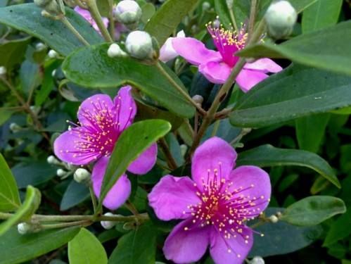 Chậu cây giống hoa Mua Thái (hoa sim Thái) cao 30-40cm đang hoa nhiều nụ - cây cho hoa Tím lịm quanh năm, cực dễ trồng