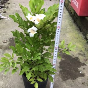 Cây giống Nguyệt Quế Thái - CayGiongTot