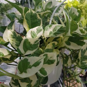 [Cây phong thủy] Trầu bà ngọc thủy - CayGiongTot