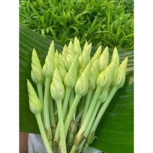 Hạt giống rau hoa Chom chan Thái Lan gói 5 hạt (Chomchan) nhập nguyên gói