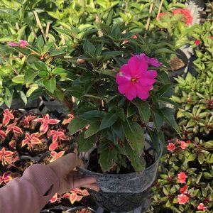 Chậu cây Mai dạ thảo hồng lá xanh