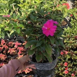 Chậu cây Mai dạ thảo hồng lá xanh