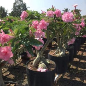 [Cây giống Hoa] Sứ Kỳ Duyên - cây nhỏ