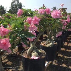 [Cây giống Hoa] Sứ Kỳ Duyên - cây lớn