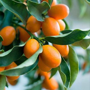 Cây giống Tắc thái trái dài (kim quất, quất thái, tắc mỹ, tắc vỏ ngọt) đang có trái - cây nhỏ