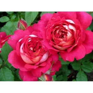 [Cây giống hoa] Hồng Docteurs Massad rose size chậu C9 - CayGiongTot