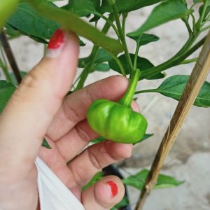 Cây ớt bí ngô đang trái - Pumpkin pepper