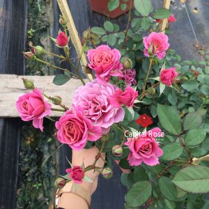 [Cây giống hoa] Hồng Nhật Bản Aoi (hồng bụi) size chậu C10 - CayGiongTot
