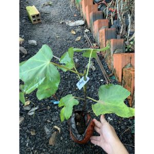 Cây giống sung Mỹ Quingpi (Weihai Fig) - trái chín màu xanh ruột đỏ rất ngọt-có trái