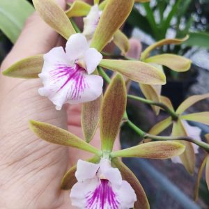 [Cây giống] Lan Nữ Hoàng Bóng Đêm - Brass - mặt hoa xổ số