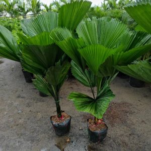 Cây giống Kè Nhật Size đại - CayGiongTot