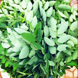 Gói 0.2GR hạt giống Rau Bồ Ngót