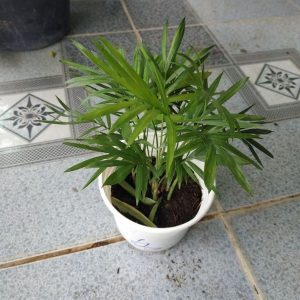 [Cây phong thủy] Cau Tiểu Trâm - CayGiongTot