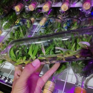 Ngọc điểm chai mô - Trắng - Nhập Thái 40 cây con