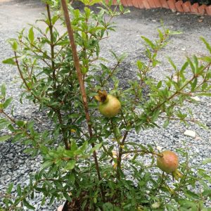 Cây Lựu Thái trái to - giao cây trưởng thành sắp cho trái