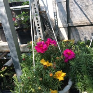 Chậu cây hoa mười giờ Mỹ (10h Mỹ) - Giao chậu mix màu cho hoa to đẹp