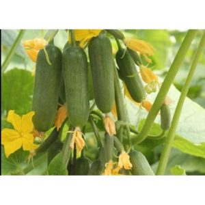 Gói 5 hạt giống Dưa Chuột Chùm F1 SV 302