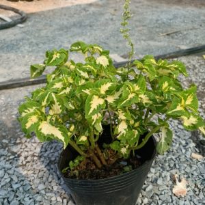 Cây lá gấm trắng xanh, cây tía tô cảnh, cây cần cảnh