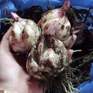 Củ giống hoa Ly cao vàng chanh giống chuẩn Hà Lan màu vàng Pavia size 16/18 cho ra 5-7 hoa sau 75-80 ngày