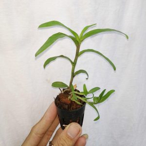 [Cây giống] Giả Hạc Ma Bó - Cây con gieo hạt