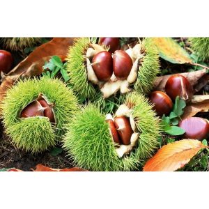 Cây giống hạt dẻ Chesnut Trùng Khánh