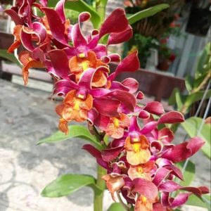 Chậu cây lan Dendro Quán Long