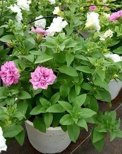 Combo 10 cây giống hoa dạ yên thảo KÉP mix 2 màu Trắng và Hồng