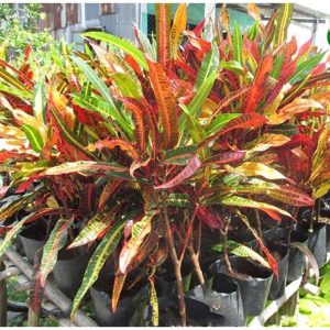 Cây giống cô tòng đuôi lươn (cây lá màu) - CayGiongTot